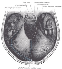 Tentorium cerebelli image for craniosacral therapy in Vancouver.